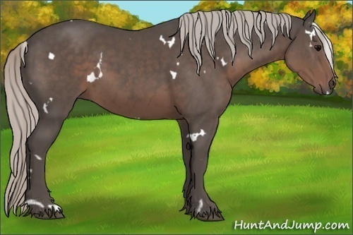 Horse Color:White Spotted Silver Black 