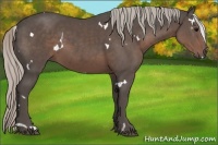 Horse Color:White Spotted Silver Black 