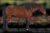 Horse Color:Brown Appaloosa