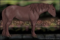 Horse Color:Chocolate Black Rabicano