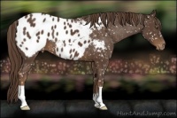 Horse Color:Liver Chestnut Appaloosa 