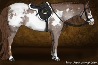 Horse Color:Liver Chestnut Frame Appaloosa Rabicano 
