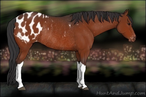 Horse Color:Brown Appaloosa Rabicano