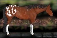 Horse Color:Brown Appaloosa Rabicano 