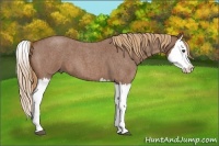 Horse Color:Red Roan Splash 
