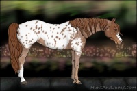 Horse Color:Chestnut Appaloosa 