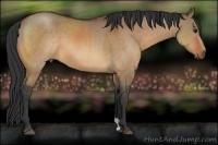 Horse Color:Brown Dun 