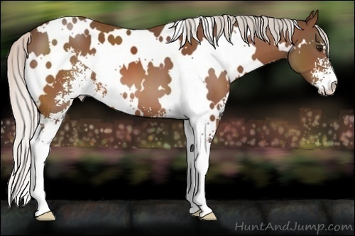 Horse Color:White Spotted Silver Brown Sabino Appaloosa 