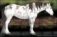 Horse Color:Brown Ice Splash Appaloosa