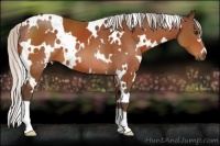 Horse Color:White Spotted Silver Bay 