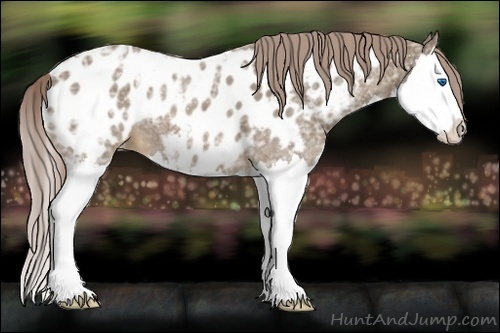 Horse Color:Chocolate Palomino Ice Splash Appaloosa 