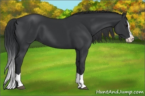 Horse Color:Black Splash