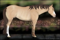Horse Color:Amber Champagne Rabicano 