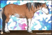 Horse Color:Bay Sabino 