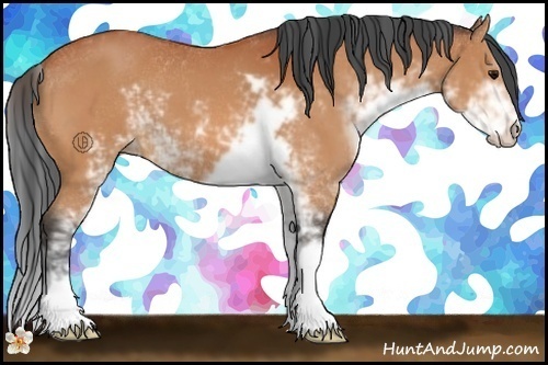 Horse Color:Bay Sabino