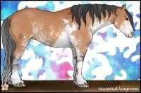 Horse Color:Bay Sabino 