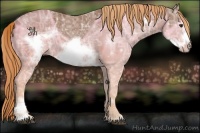 Horse Color:Chestnut Ice Sabino Frame 