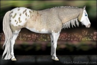 Horse Color:Silver Buckskin Dun Sabino Splash Varnish Rabicano 