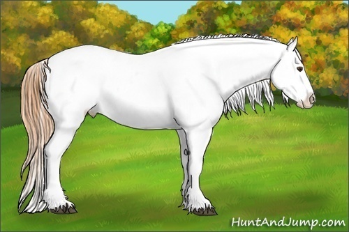 Horse Color:Buckskin Dun Appaloosa
