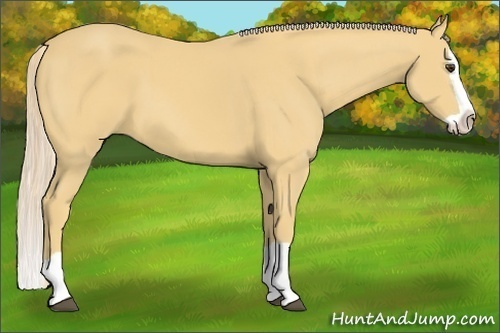 Horse Color:Palomino Splash 