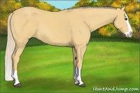 Horse Color:Palomino Splash