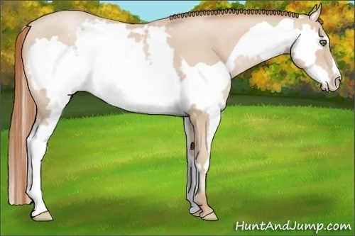 Horse Color:Smoky Black Pearl Splash Frame