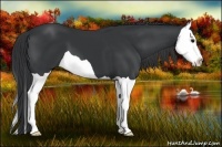 Horse Color:Black Splash