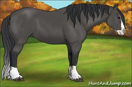 Horse Color:Black Splash