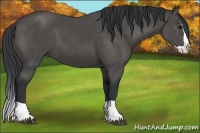 Horse Color:Black Splash 