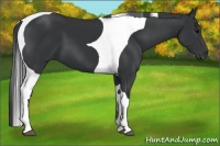Horse Color:Black Tobiano Frame