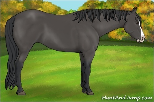 Horse Color:Black Splash 