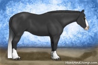 Horse Color:Black Splash 