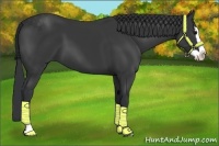 Horse Color:Black Splash