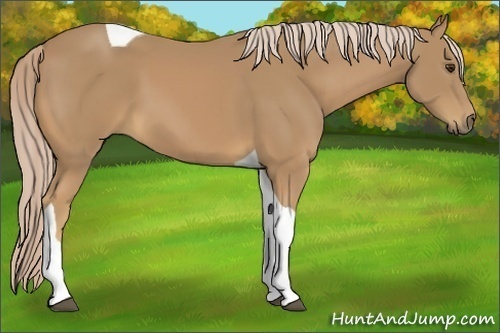 Horse Color:Palomino Tobiano 