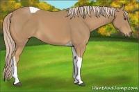 Horse Color:Palomino Tobiano 