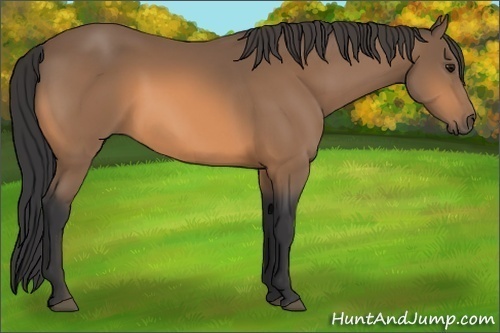 Horse Color:Buckskin 