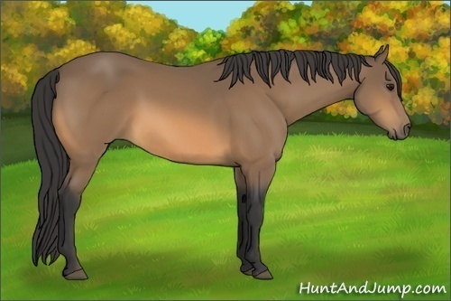 Horse Color:Buckskin 