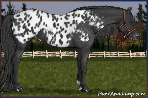 Horse Color:Black Appaloosa 