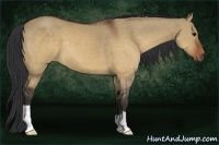 Horse Color:Brown Dun 