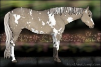Horse Color:White Spotted Silver Grullo 