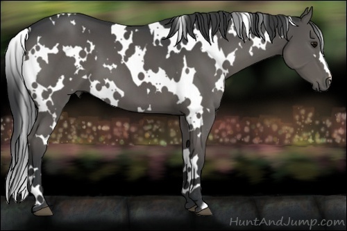 Horse Color:White Spotted Black 