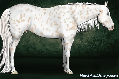 Horse Color:White Spotted Palomino Pearl Appaloosa Rabicano 