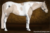 Horse Color:Chocolate Palomino Pearl Tobiano 