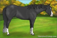 Horse Color:Black Splash 