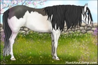 Horse Color:Black Splash