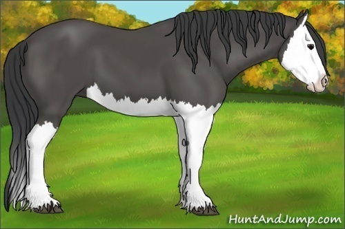 Horse Color:Black Splash 