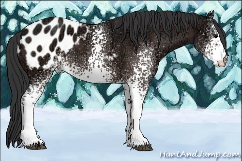 Horse Color:White Spotted Bay Ice Appaloosa 