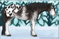 Horse Color:White Spotted Bay Ice Appaloosa