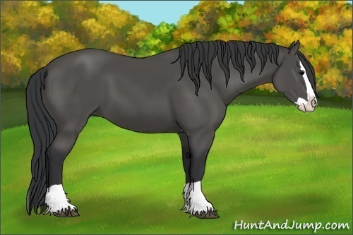 Horse Color:Black Splash 
