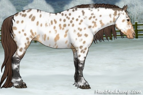 Horse Color:White Spotted Buckskin Dun Appaloosa 